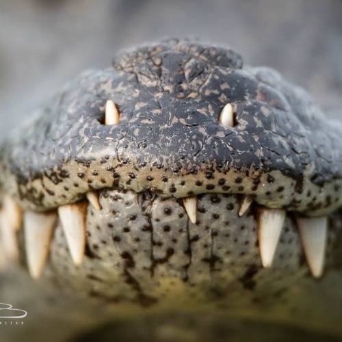 yacaré en los esteros